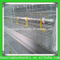 Excellent quality day old broiler chicks for sale for chicken house